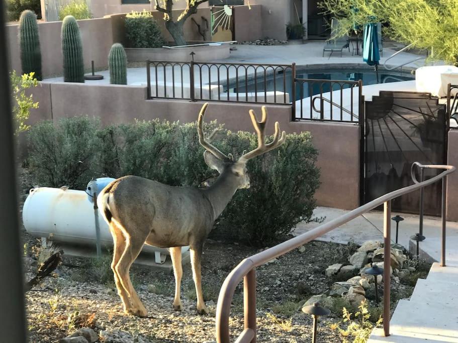 Mnt Foothills Saguaro Bliss Holiday home *