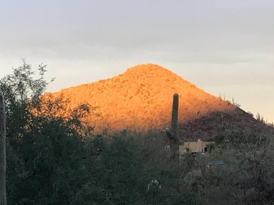 Mnt Foothills Saguaro Bliss *