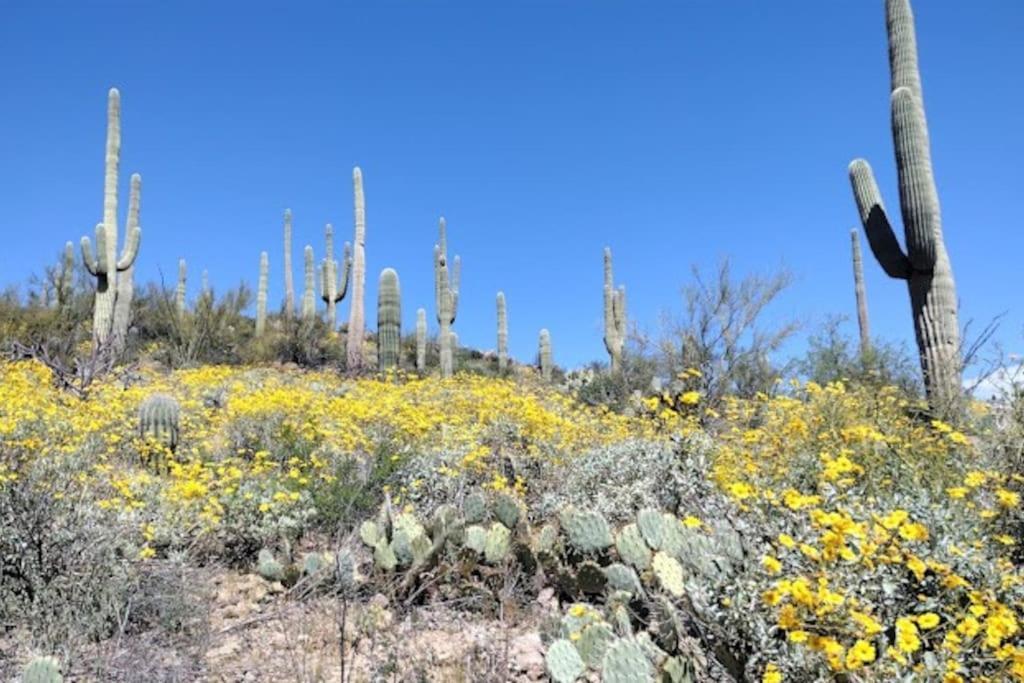 Mnt Foothills Saguaro Bliss * Tucson